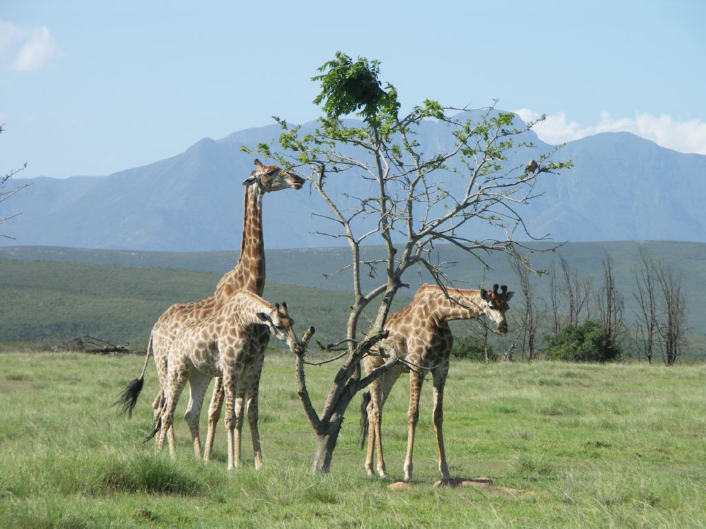 giraffe eastern cape